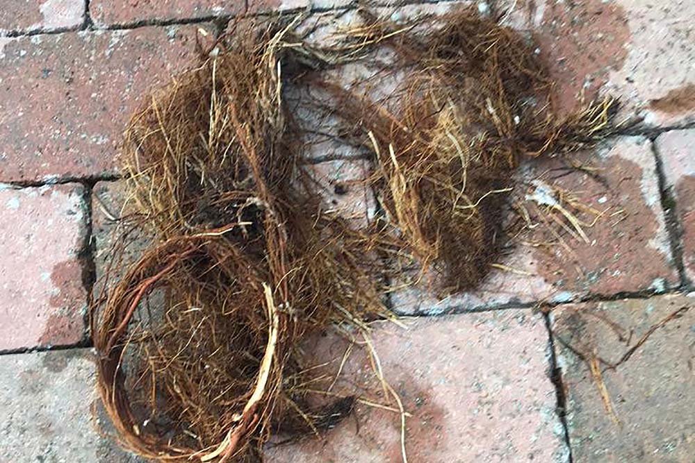 Root cutting service debris