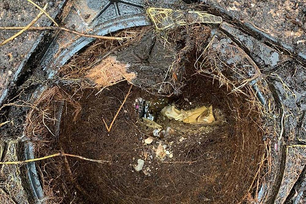 Drain blocked with roots